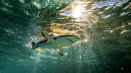 Exploring the Serene Depths: The Enigmatic Blacktip Shark (Carcharhinus limbatus) Gliding Through Sunlit Waters of the Caribbean and Atlantic Ocean