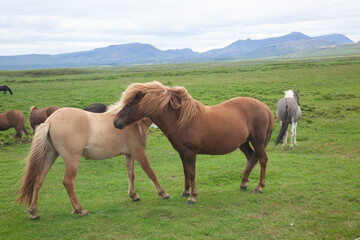 Obraz premium Icelandic horses in a green pasture