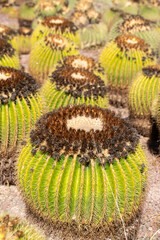 many large prickly green cactcti