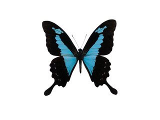 Papilio ulysses isolated on white background