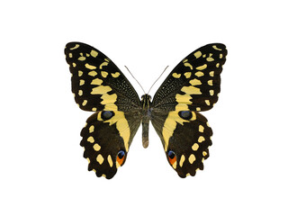 papilio demodocus isolated on white background