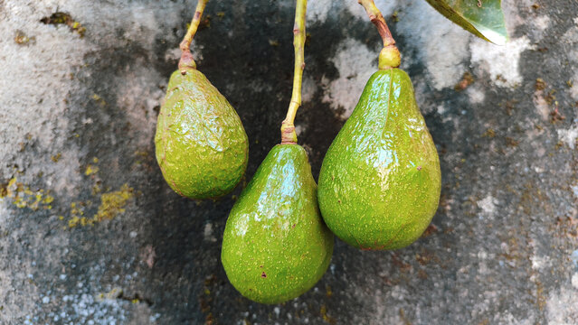 fresh avocado fruit with honey for healthy food, silce avocado moody