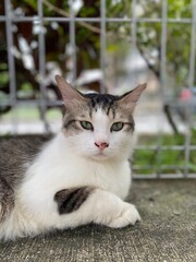 white cat with a serious face