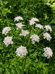 cow parsley herb delicate white flowers close up in the countryside