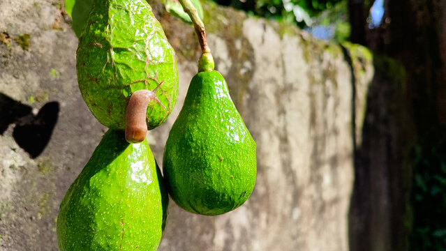 fresh avocado fruit with honey for healthy food, silce avocado moody