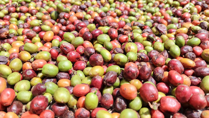 Indonesian Arabica coffee tree, in Curup Bengkulu the most superior coffee