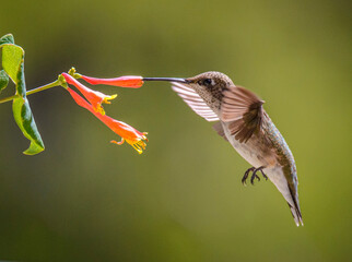 Honeysuckle Hummingbird