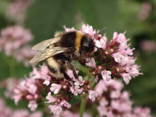 Bumble bee (Bombus sp.), male feeding on pink oregano flowers