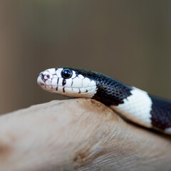 50/50 California Kingsnake