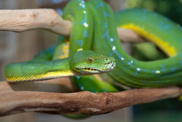 Obraz premium Sorong Green Tree Python 