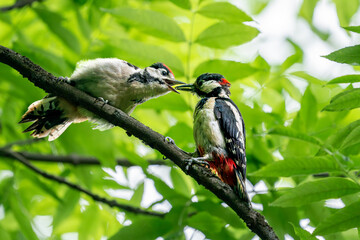 Two Woodpeckers Perched on a Branch in Lush Greenery. Parent feeding his child.