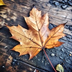 Autumn maple leaf on textured wooden background