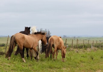 five horses grazing beside a bucolic road