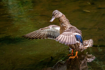 Duck with Open Wings Standing in Tranquil Water