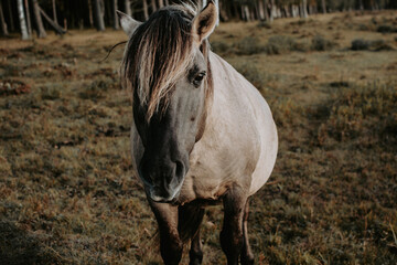 Portrait of semi-wild Konik Polski horse at Engure Lake Nature Park, Latvia at autumn © Julija