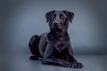 Portrait of a female black labrador malinois crossbreed dog in front of black studio background