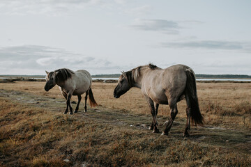 Semi-wild Konik Polski horses at Engure Lake Nature Park, Latvia at autumn © Julija