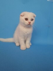 chat blanc mignon