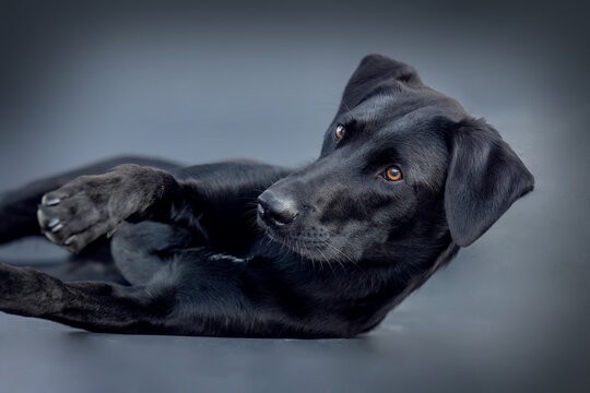 Portrait of a female black labrador malinois crossbreed dog in front of black studio background