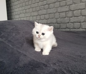 chatton blanc mignon