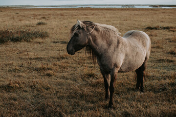 Portrait of semi-wild Konik Polski horse at Engure Lake Nature Park, Latvia at autumn © Julija
