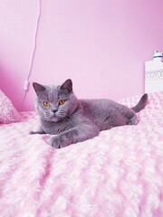 chat gris mignon