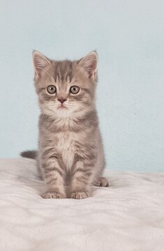 chatton mignon