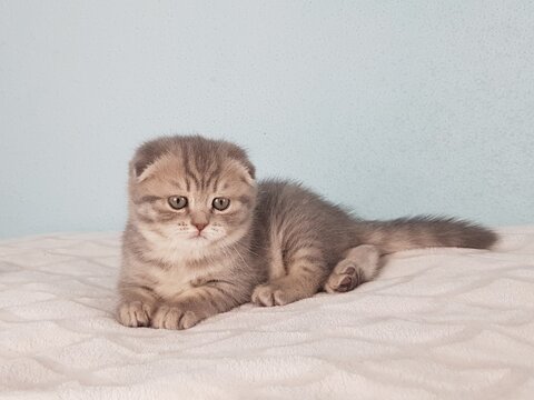 chat tigrer chatton mignonallonger