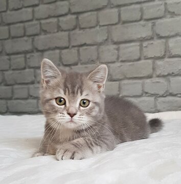 chat tigrer allonger