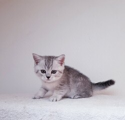 chatton mignon