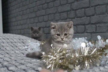 2 chatons avec une girlande
