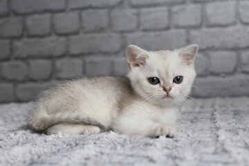 chatton blanc mignon