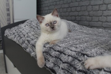 chatton blanc mignon