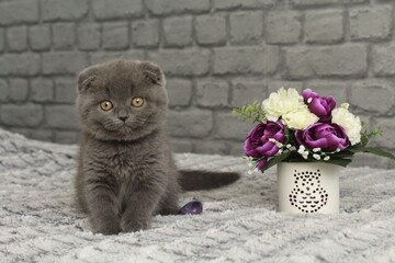 chatton gris mignon