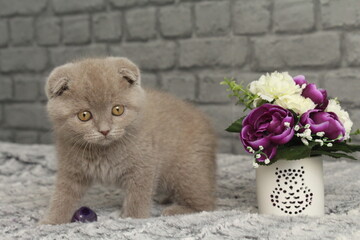 chatton gris mignon