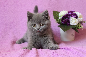 chatton mignon