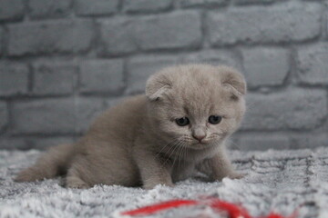 chatton avec des oreilles plier mignon