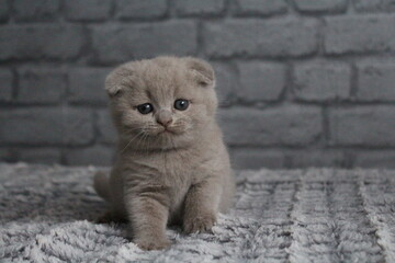 chatton avec des oreilles plier mignon