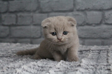 chatton avec des oreilles plier mignon