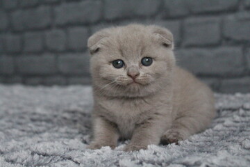 chatton avec des oreilles plier mignon