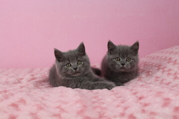 2 chatton mignon