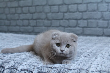 chatton avec des oreilles plier mignon