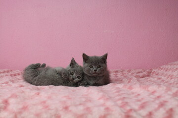 chatton mignon