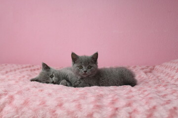 2 chatton mignon