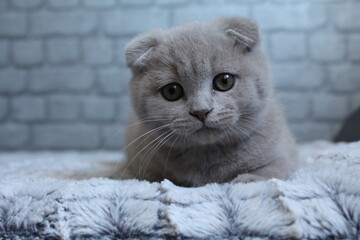 chatton avec des oreilles plier mignon