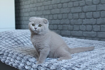chatton avec des oreilles plier mignon