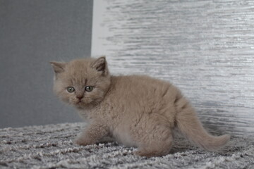 chatton mignon