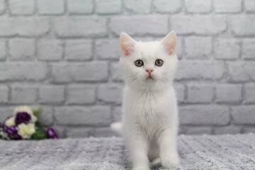 chatton blanc mignon