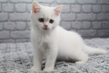 chatton blanc mignon