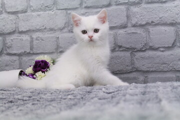chatton blanc mignon